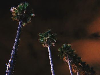 Low angle view of palm trees against sky