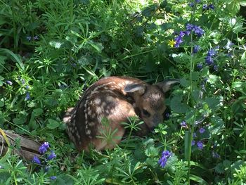 Mallard duck on plants