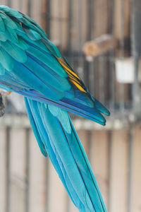 Cropped image of blue bird in cage
