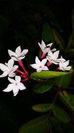 Close-up of white flowers blooming against black background