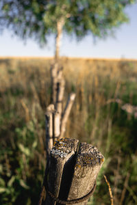 Close-up of plant on land