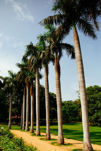 Palm trees against sky