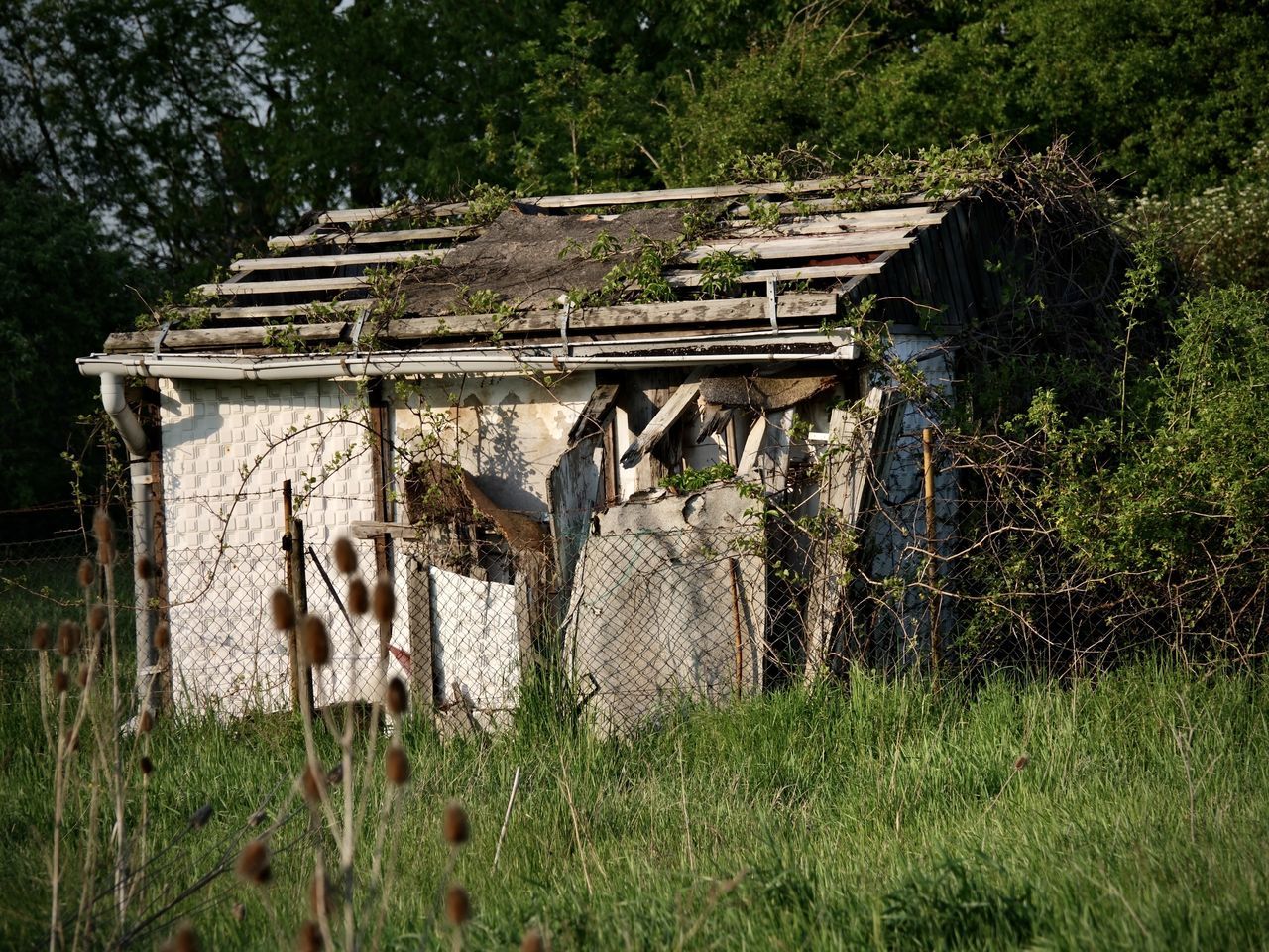 plant, rural area, grass, tree, nature, no people, land, growth, day, built structure, field, architecture, green, wood, outdoors, abandoned, old, agriculture, shack, damaged, building exterior