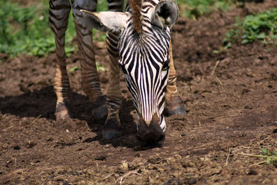 Zebras on field