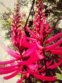 Close-up of red flowers