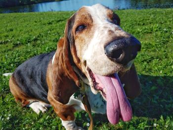 Close-up of a dog on field