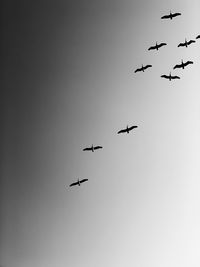 Low angle view of birds flying in sky