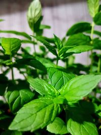 Close-up of green leaves