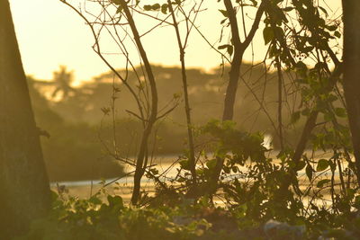 Close-up of plants against blurred background