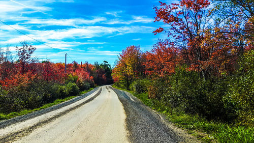 Empty road along trees