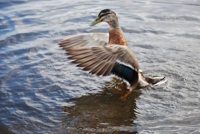 Duck swimming in lake