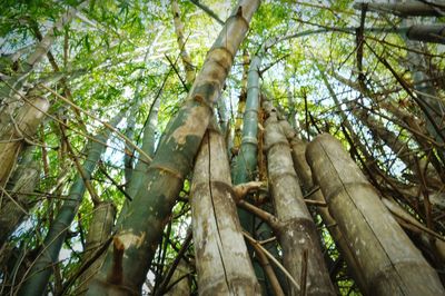 Low angle view of bamboo trees in forest