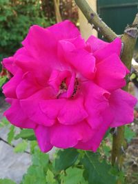 Close-up of pink flowers blooming outdoors