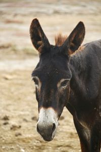 Close-up portrait of a donkey