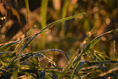 Close-up of wet grass on field