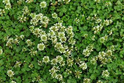 Full frame shot of plant