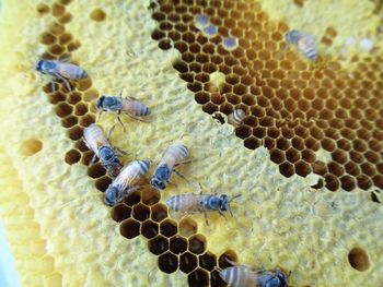 Close-up of bee on yellow leaf
