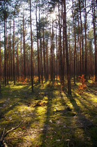 Trees in forest