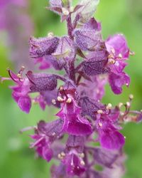 Close-up of insect on purple flower