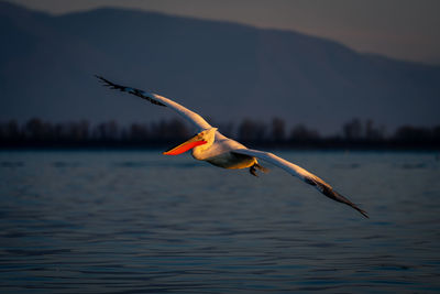 Bird flying over lake