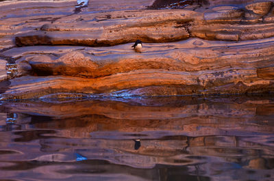 Reflection of man in water