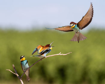 bird