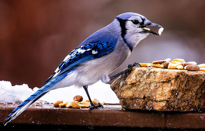 Bluejay gobbles down peanuts found on a rock