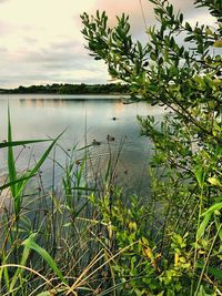 Plants by lake against sky