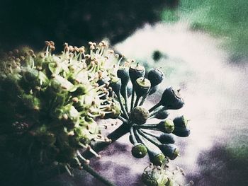 High angle view of succulent plant