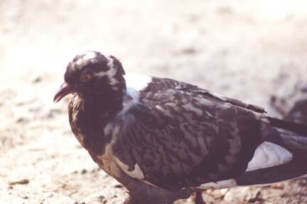 animal themes, one animal, animals in the wild, bird, wildlife, focus on foreground, close-up, nature, day, outdoors, full length, side view, perching, black color, beak, field, looking away, no people, zoology, standing