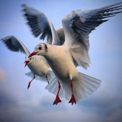 Low angle view of birds flying in sky