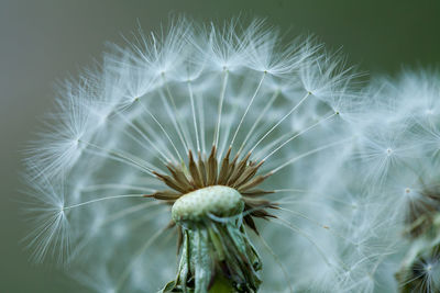 Close-up of dandelion on plant