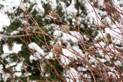 Bird perching on a tree