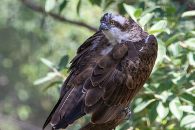 Close-up of eagle perching on tree