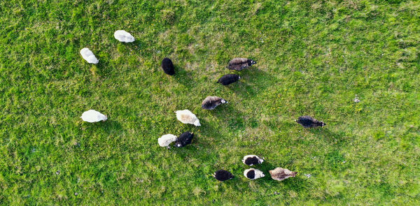 High angle view of crab on field