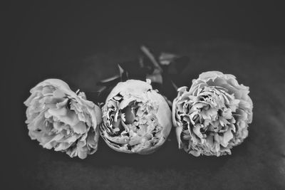 Close-up of flowers on black background