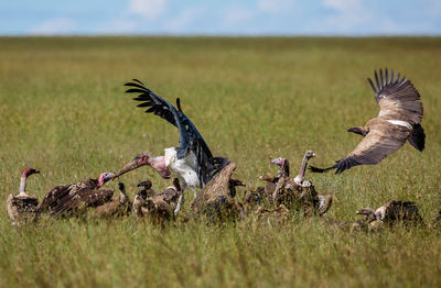 Close-up of marabou stork stealing food from vultues