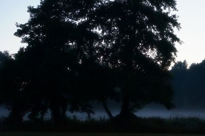Scenic view of trees against sky