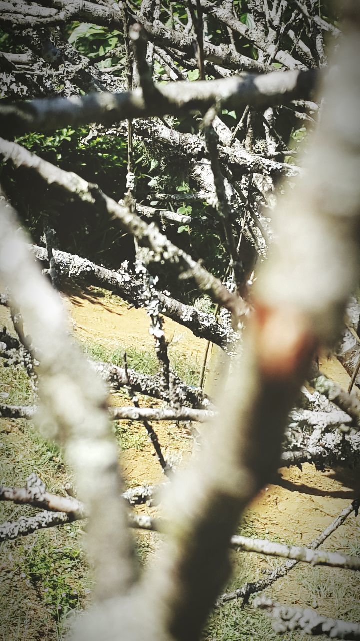 branch, tree, focus on foreground, nature, growth, tranquility, close-up, bare tree, fence, beauty in nature, twig, day, outdoors, winter, plant, no people, tree trunk, season, selective focus, cold temperature