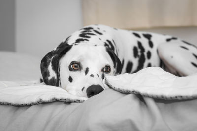 Dalmatian dog resting on bed