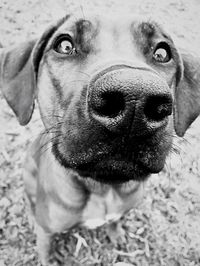 Close-up portrait of dog