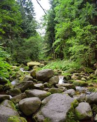 Stream flowing through rocks in forest