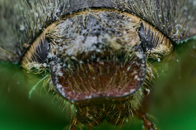 Close-up of an insect