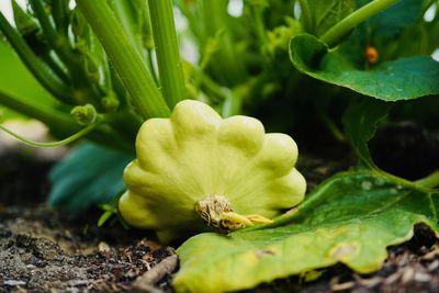 Close-up of green plant on field