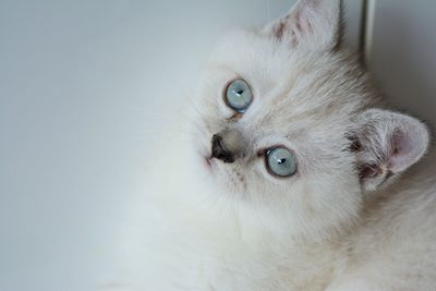 Close-up portrait of a cat