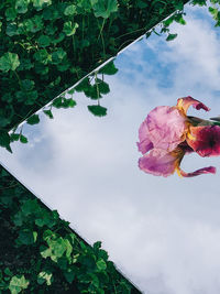 Low angle view of pink flowering plant against sky