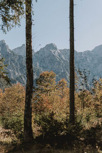 Trees in forest against sky
