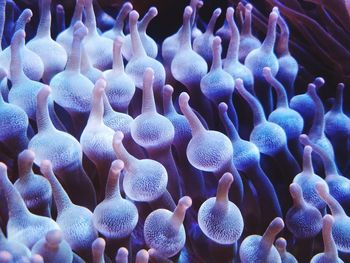 Close-up of coral in sea