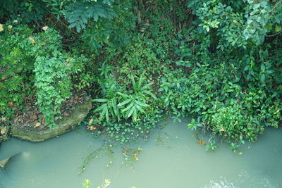 High angle view of plants in water