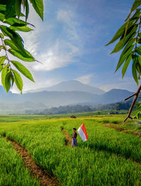 A view of a small child in the middle of a rice field with framing tree leaves